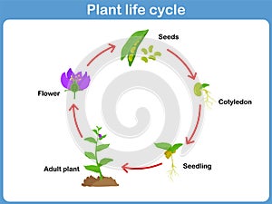 Vector Life cycle of a plant for kids photo