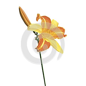 Vector lily flower