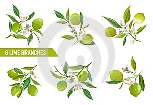Vector Lime Branches Design Elements. Floral Citrus Fruits, Flowers, Leaves, Lemons Bouquet Illustration Set