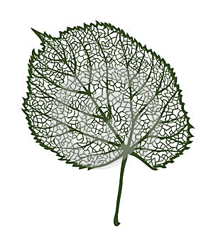 Vector linden leaf