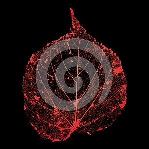 Vector Linden Leaf Structure Skeletons
