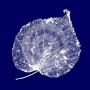 Vector Linden Leaf Structure Skeletons