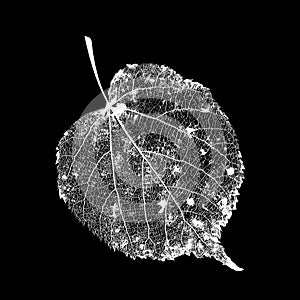 Vector Linden Leaf Structure Skeletons