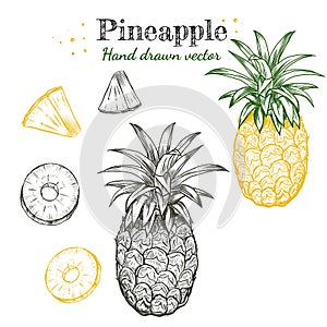 Vector line art pineapple fruits hand drawn illustration set