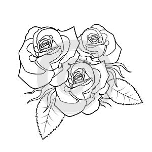 Vector line art rose flowers for romantic floral illustration. Black contour outline sketch isolated on white background