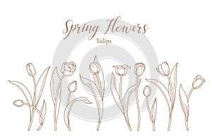 Vector line art set of tulips, spring flowers. Tulip flower