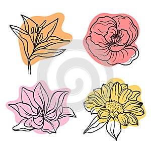 Vector line black illustration graphics flowers: lily, poppy, magnolia, sunflower colors stains.