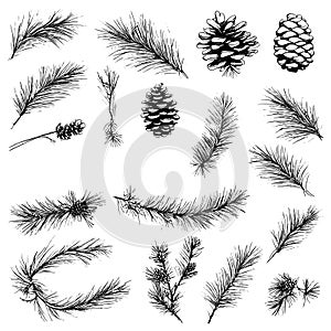 Vector line drawing. Christmas tree branches and cones drawn by a black line on a white background.