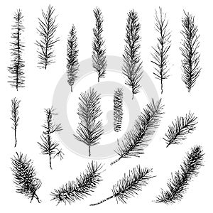 Vector line drawing. Christmas tree branches and cones drawn by a black line on a white background.