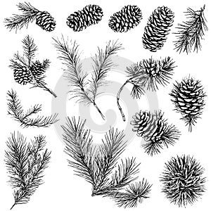 Vector line drawing. Christmas tree branches and cones drawn by a black line on a white background.