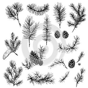 Vector line drawing. Christmas tree branches and cones drawn by a black line on a white background.