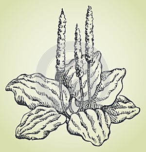 Vector line drawing of plantain