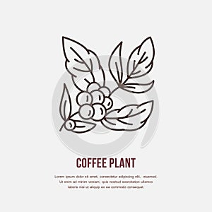 Vector line icon of coffee tree. Coffee plant linear logo. Outline symbol for cafe, bar, shop. Coffeemaking design