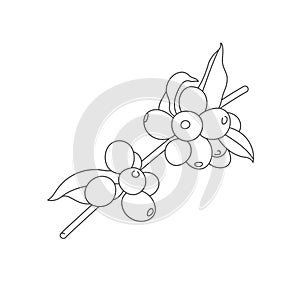 Vector line illustration of coffee tree branch. Coffee plant with beans.