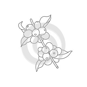 Vector line illustration of coffee tree branch. Coffee plant with beans.