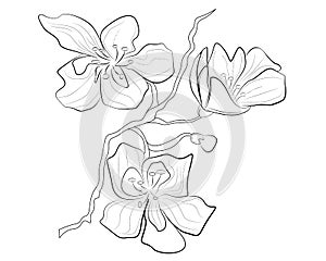 Vector line illustration. A sketch of a flower. Apricot or peach flower.