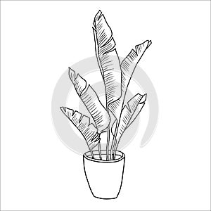 Vector linear sketch house plant banana pot illustration