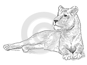 Vector lioness