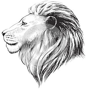 Vector lions head, illustration. Lion`s hand drawn profile.