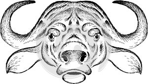 The Vector logo bull for T-shirt design or outwear. Hunting style bull background. This drawing would be nice to make on the