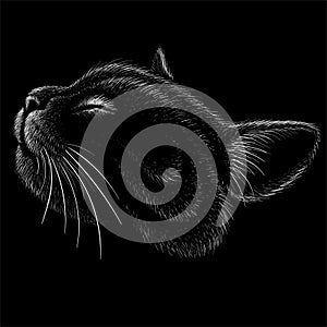 The Vector logo cat for tattoo or T-shirt design or outwear.  Cute print style cat background.