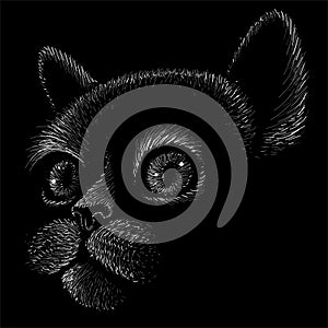 The Vector logo cat for tattoo or T-shirt design or outwear.  Cute print style cat background.