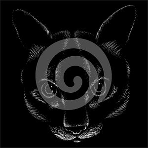 The Vector logo cat for tattoo or T-shirt design or outwear.  Cute print style cat background. This hand drawing would be nice to