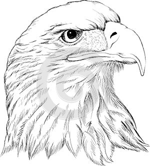 The Vector logo eagle for T-shirt design. Hunting style eagle photo