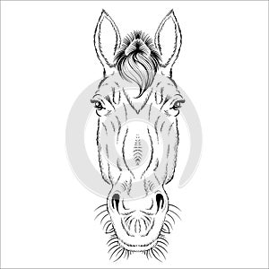 The Vector logo horse for T-shirt print  design or outwear.