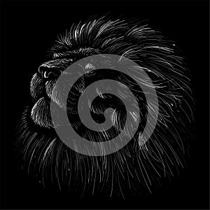 The Vector logo lion for tattoo or T-shirt print design or outwear.