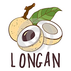 Vector logo of longan fruit isolated on white background.