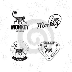 Vector logo set with Jungle Monkey