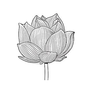 Vector Lotus floral botanical flowers