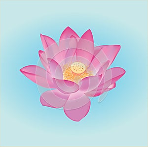 Vector Lotus Flower - water lilly