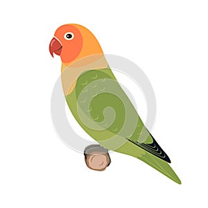 Vector lovebird parrot