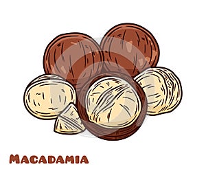 Vector macadamia colorful illustration