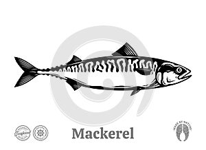 Vector mackerel fish illustration