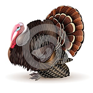 Vector male Turkey