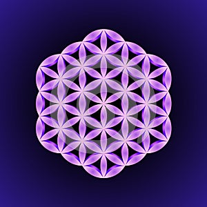 Vector mandala sacred geometry illustration