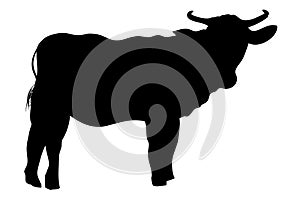 Vector Manual Draw Silhouette cow, allowed to be slaughted in idul adha