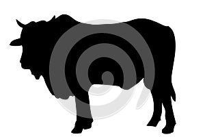 Vector Manual Draw Silhouette cow, allowed to be slaughted in idul adha