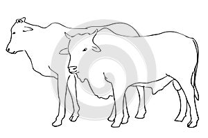 Vector Manual Draw sketch cow, allowed to be slaughted in idul adha