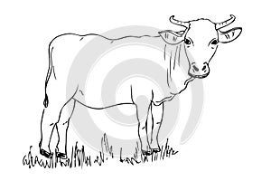 Vector Manual Draw sketch cow, allowed to be slaughted in idul adha