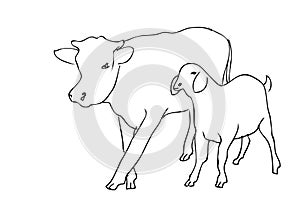 Vector Manual Draw Sketch cow and sheep, allowed to be slaughted in idul adha