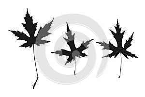 maple fall leaves icons set. Autumn leaf collection, black fill color isolated silhouettes. Naturalistic botanical shape