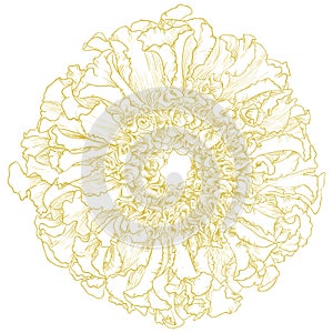 Vector marigold flower. photo