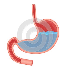Vector Medical illustration about acid in stomach isolated. Stomach acid reflux, gastric acid. Water fluid. photo