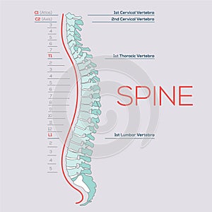 Vector Medical illustration of the Spine