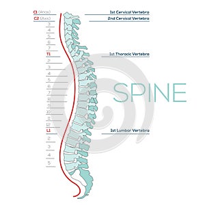Vector Medical illustration of the Spine