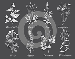 Vector medicinal herbs.